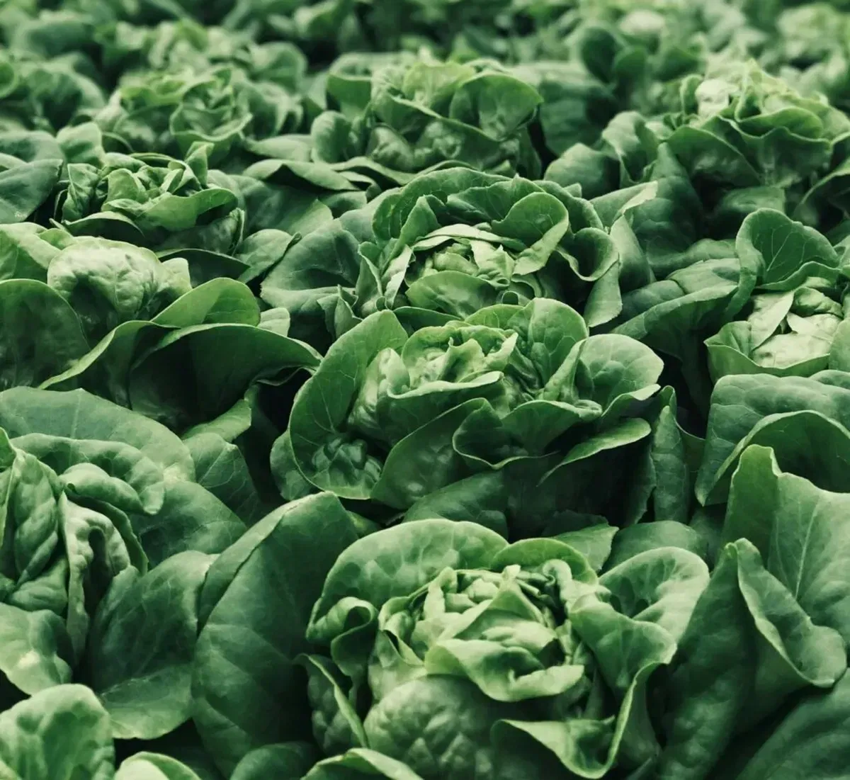 Collaborative Efforts Pave the Way for FSMA Compliance