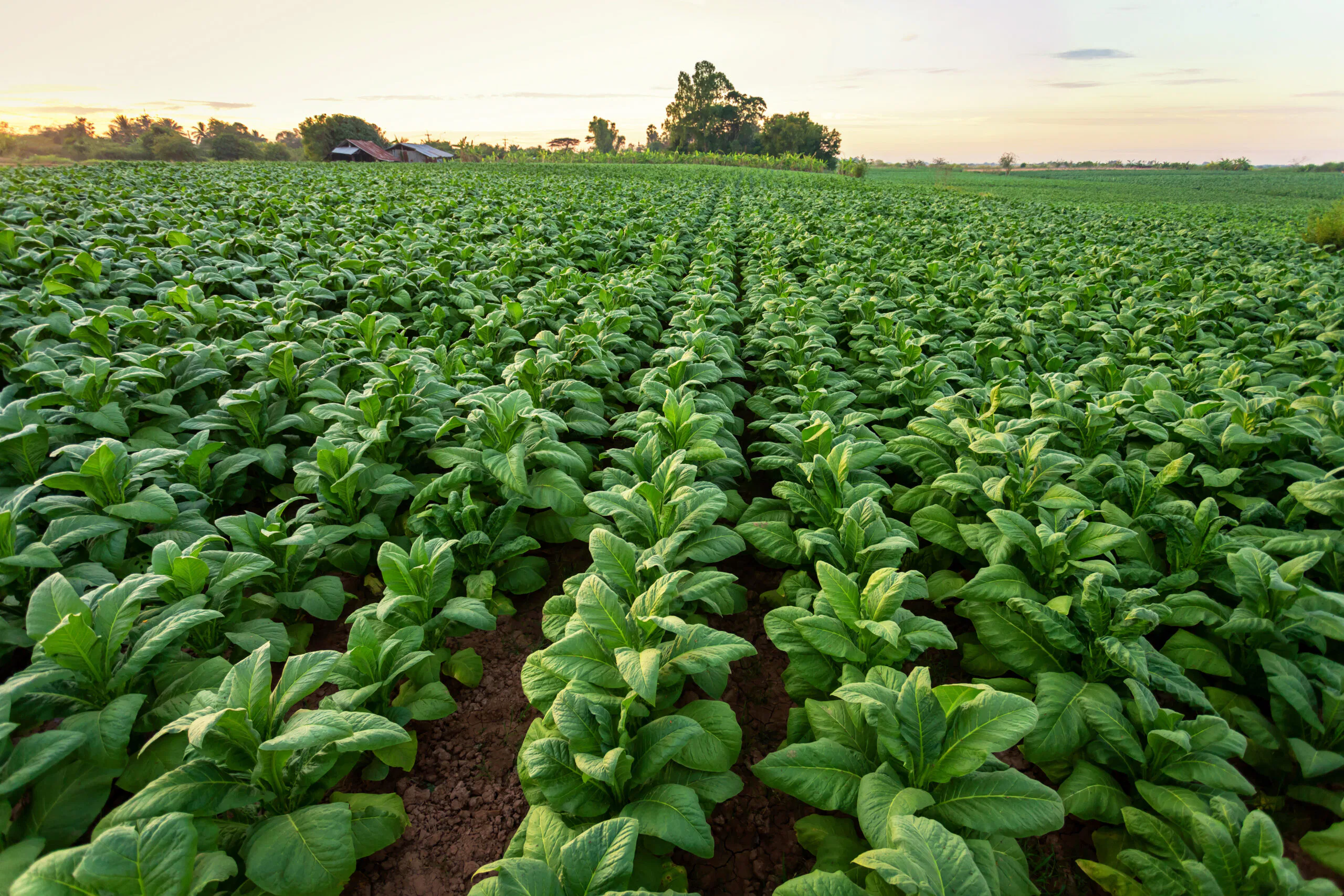 tobacco farm