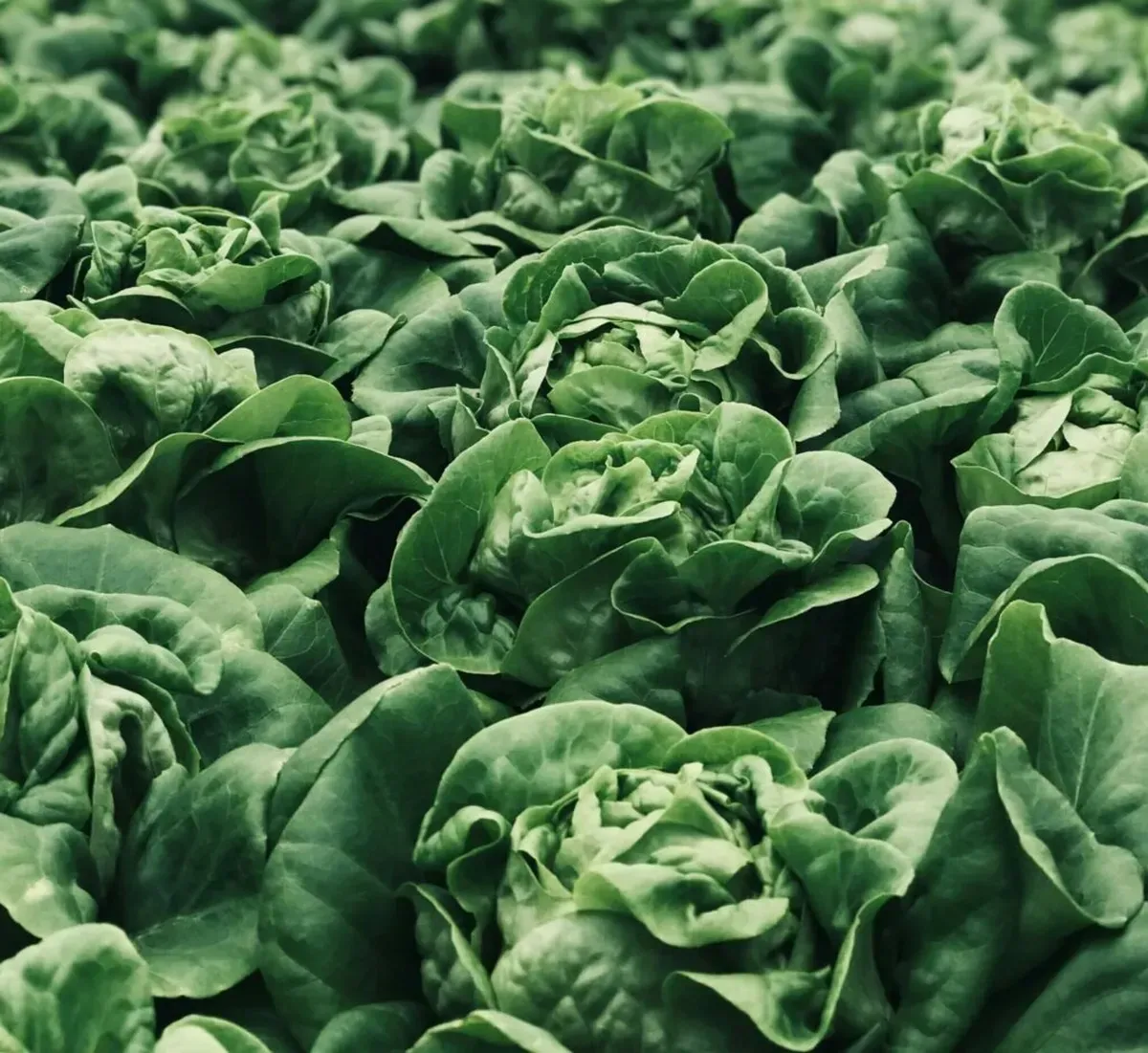 FSMA204: fresh leafy greens