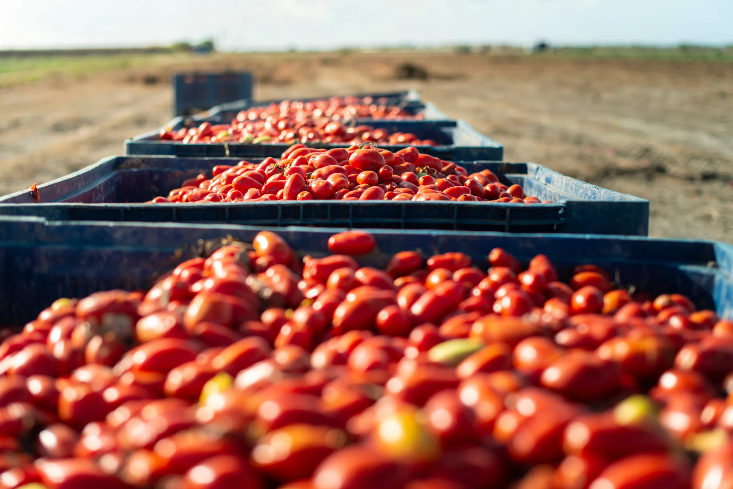 Big harvest tomatoes