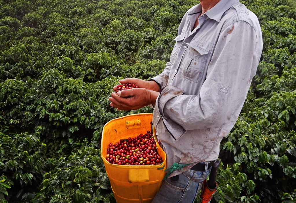 Coffee beans origin