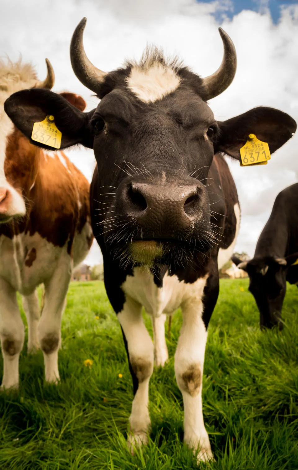 Cow