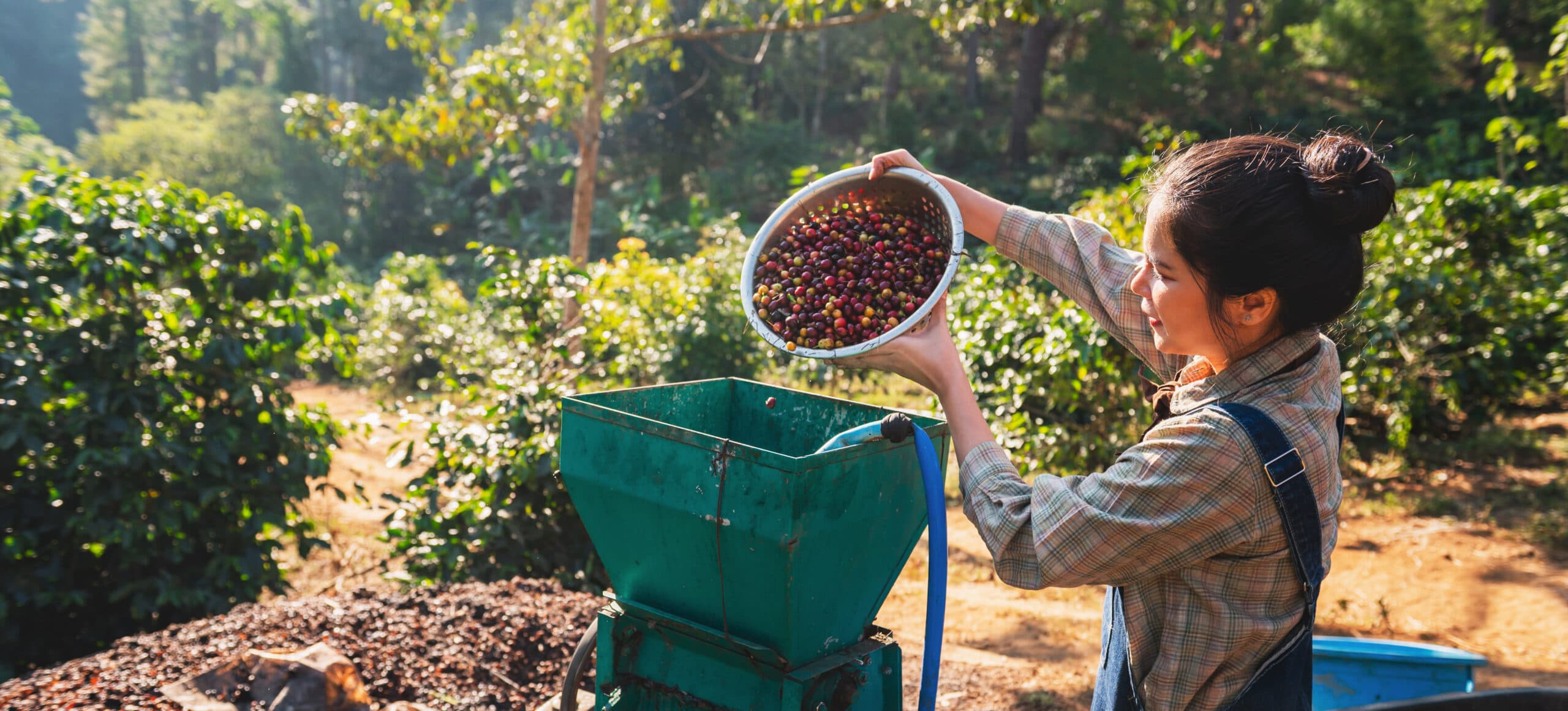 woman is picking fruit from a tree and putting it into a green container. The scene is peaceful and serene, with the woman surrounded by nature