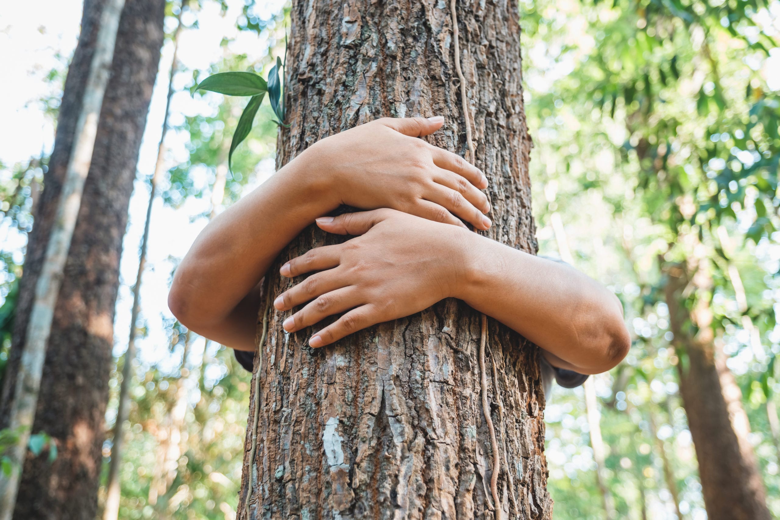 EUDR compliance: A comprehensive guide for deforestation-free supply chains