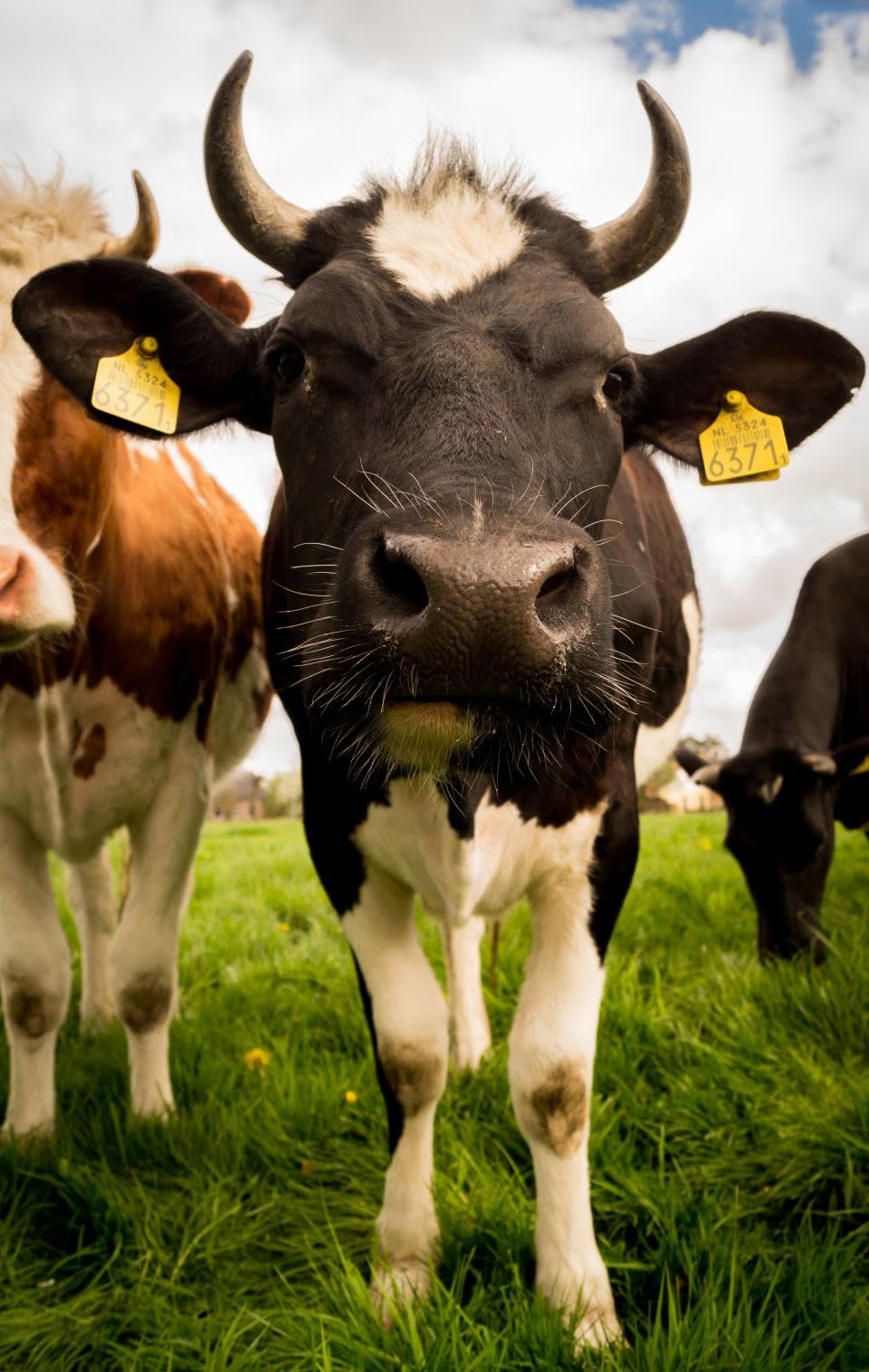 Cow